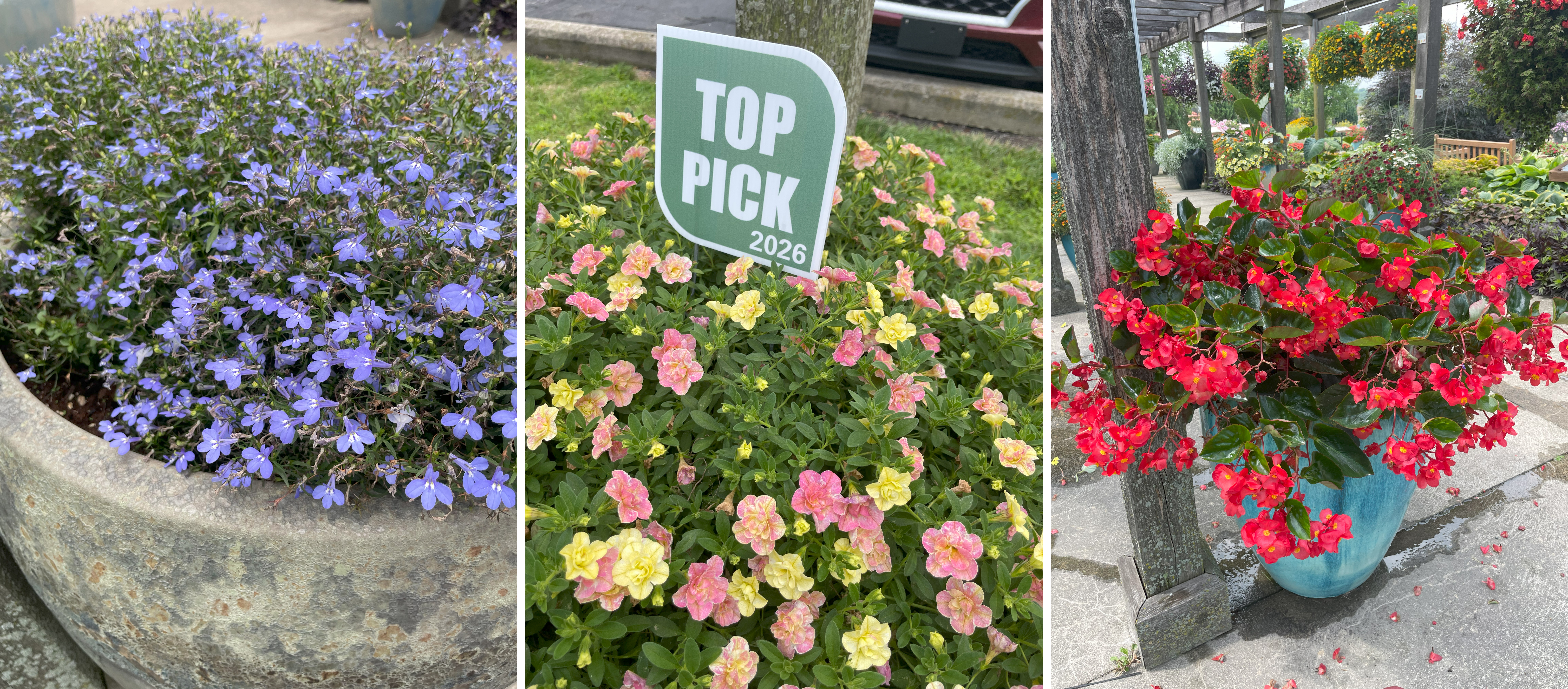 Three photos of garden plants. Left: A large stone planter filled with masses of small purple-blue flowers. Center: A colorful cluster of yellow, pink, and peach bicolor flowers with a &ldquo;Top Pick 2026&rdquo; sign. Right: A bright blue ceramic pot overflowing with glossy-leaved red begonias under a pergola walkway.